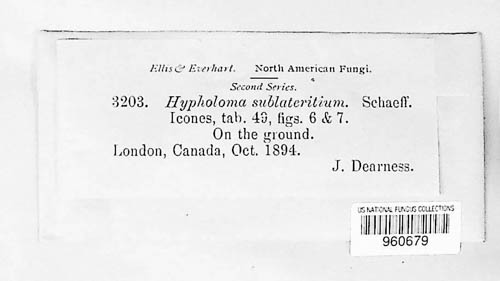 Hypholoma lateritium image